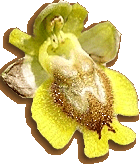 Orchidaceae: Ophrys lutea - - Stein-Villa Mochlos, Kreta